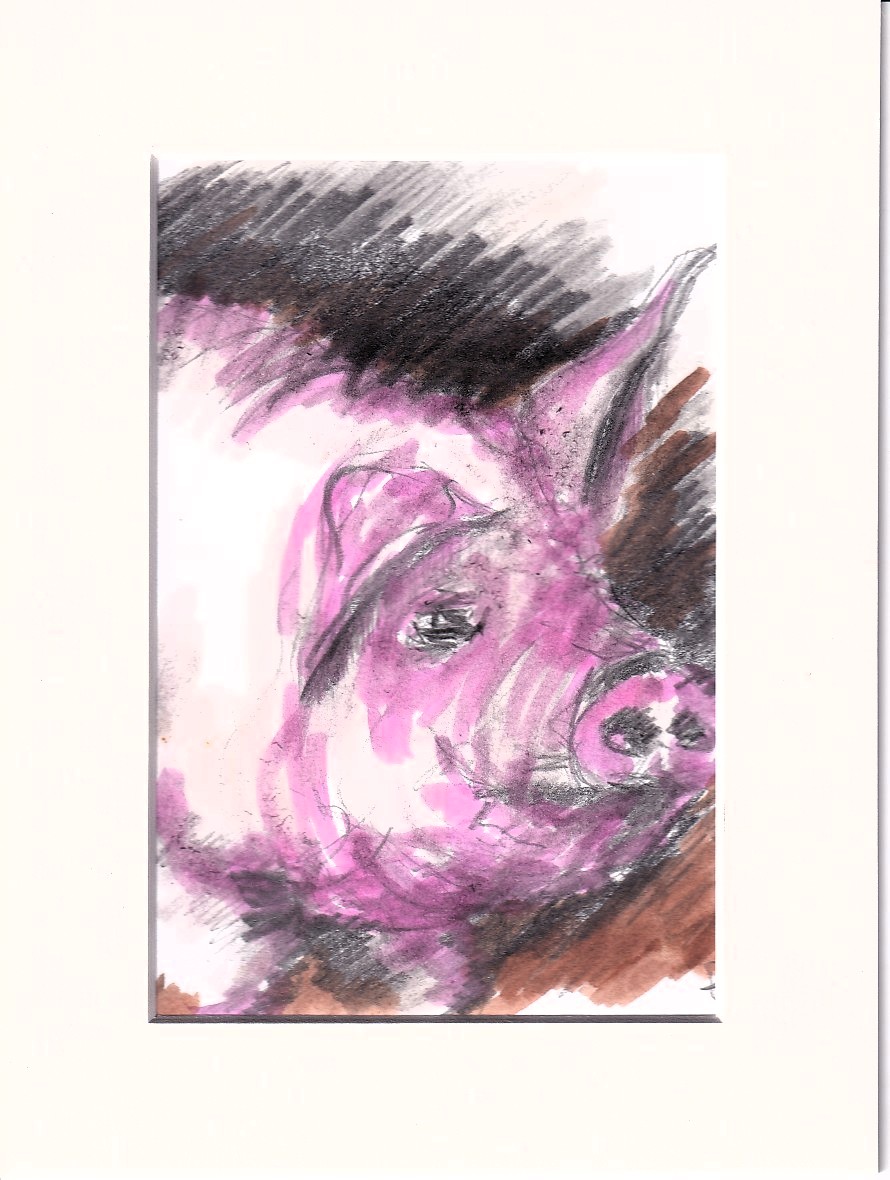 Pig 20241130
