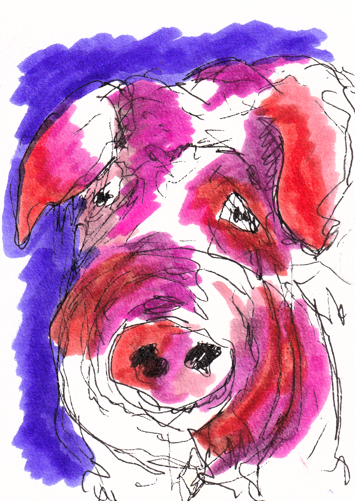 Magenta Oink With Evening Sky