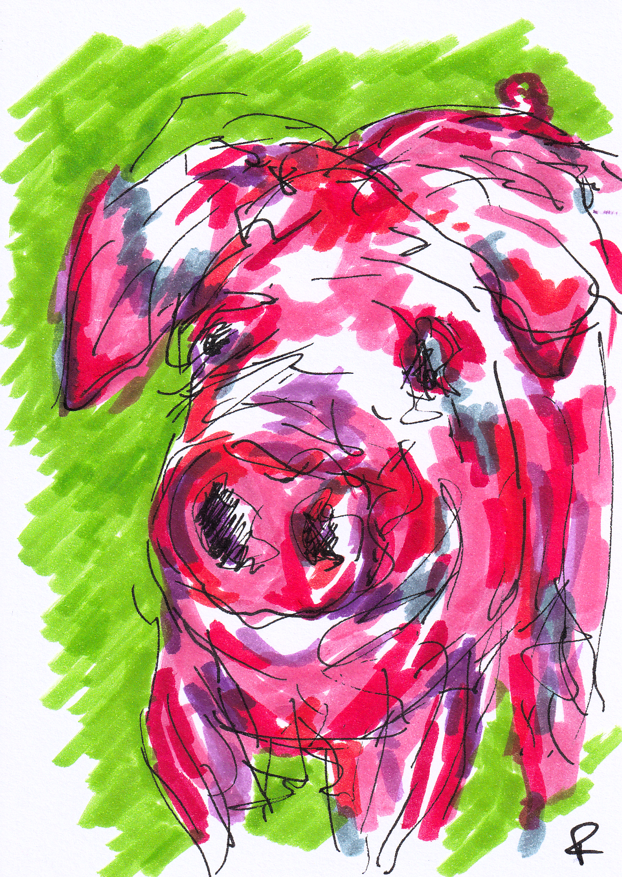 Hallonrosa Gris med Gräs i Blicken